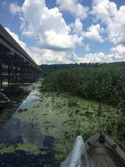 Persicaria robustior