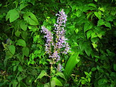 Plectranthus ecklonii