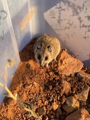 Sminthopsis macroura