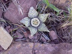Orbea variegata