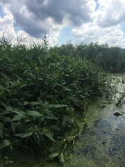 Persicaria robustior