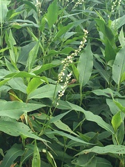 Persicaria robustior