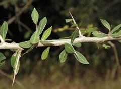 Commiphora glandulosa