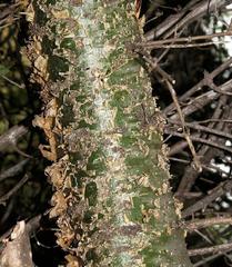 Commiphora glandulosa