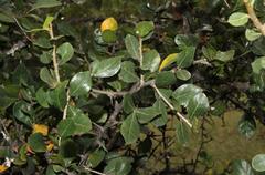 Commiphora glandulosa