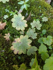 Micranthes nelsoniana