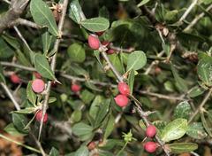 Commiphora glandulosa