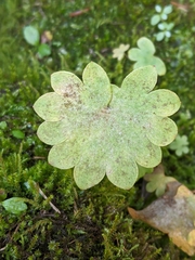 Micranthes nelsoniana