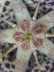 Orbea variegata