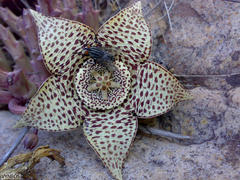 Orbea variegata