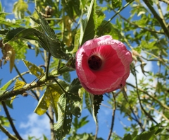 Hibiscus splendens