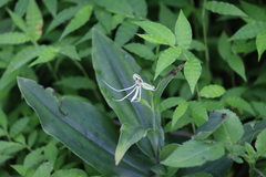 Habenaria lucaecapensis