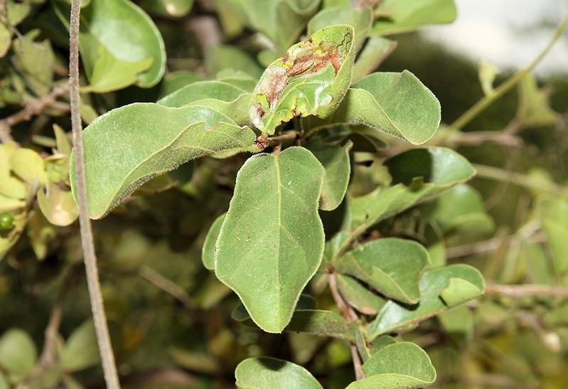 Ehretia obtusifolia; photograph (c) Wynand Uys, some rights reserved (CC BY)