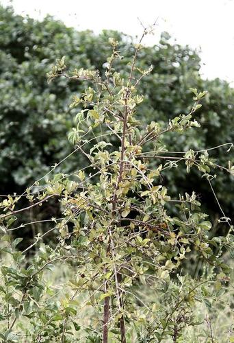 Ehretia obtusifolia, photograph 2