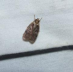 Agonopterix lythrella