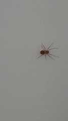 Scytodes thoracica