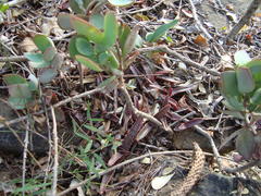 Cotyledon orbiculata oblonga