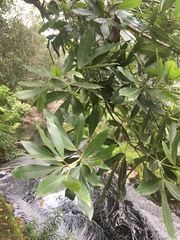 Platylophus trifoliatus