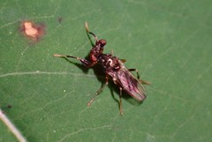 Sphyracephala brevicornis