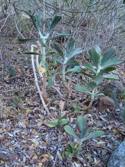Cotyledon orbiculata oblonga