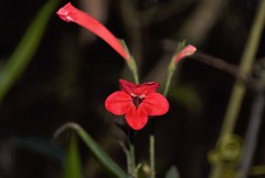 Ruellia elegans