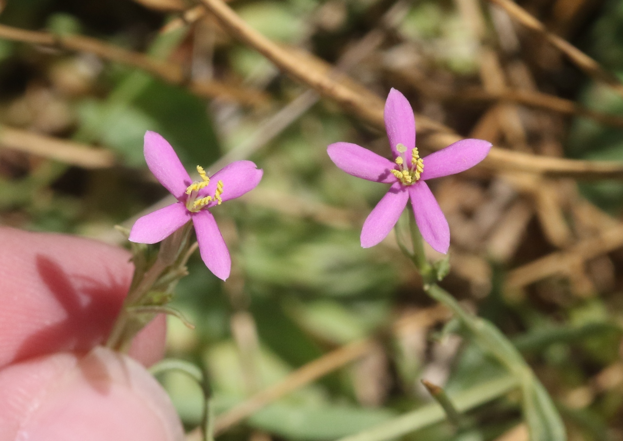 Zeltnera nevadensis
