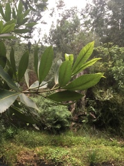 Platylophus trifoliatus