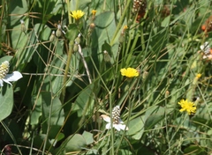 Crepis runcinata hallii