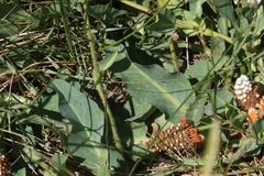 Crepis runcinata hallii