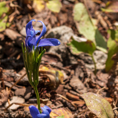 Gentianopsis barbellata