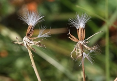 Crepis runcinata hallii