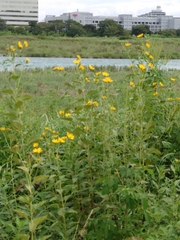 Helianthus tuberosus