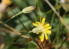 Crepis runcinata hallii