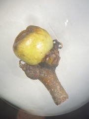 Callirhytis hopkinsi