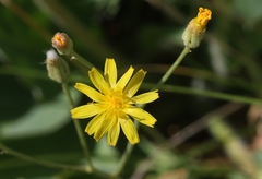 Crepis runcinata hallii