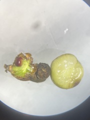 Callirhytis hopkinsi