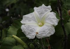 Ipomoea albivenia