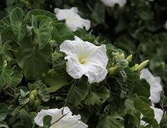 Ipomoea albivenia