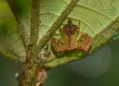 Epicadus trituberculatus