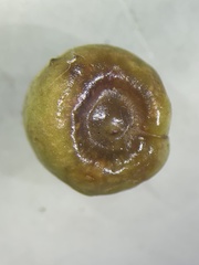 Callirhytis hopkinsi