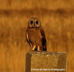 Asio capensis capensis