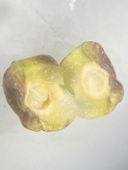 Callirhytis hopkinsi