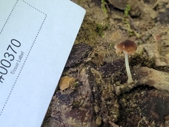 Pluteus seticeps
