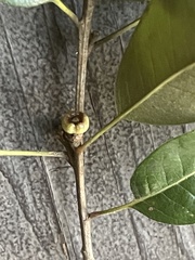 Callirhytis hopkinsi