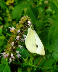 Pieris rapae