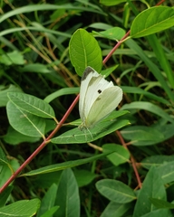 Pieris rapae