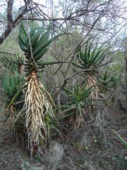 Aloe rupestris
