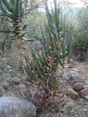Aloe rupestris