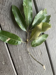 Callirhytis hopkinsi