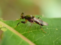 Sphyracephala brevicornis